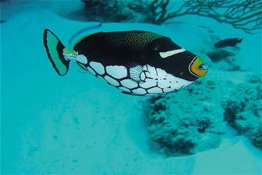 魔富士 - 潜水图片2 - Constance Moofushi Resort Maldives Diving Photo 2