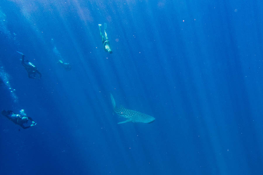 隐居岛 - 鲸鲨追逐图片3 - Drift Thelu Veliga Retreat Maldives Whale Shark Point                  Photo 3