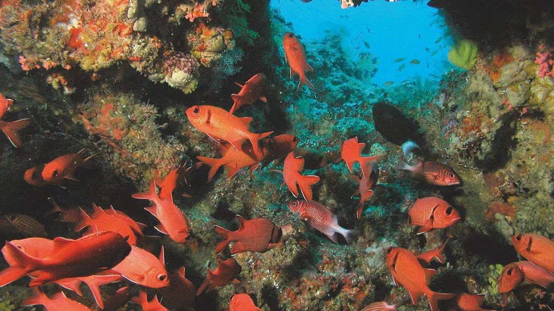 魔富士度假村图片5 - Constance Moofushi Resort Maldives Resort Photo 5