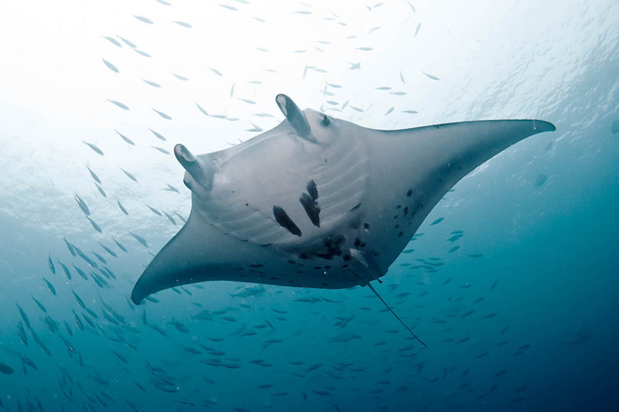 隐居岛 - 潜水图片1 - Drift Thelu Veliga Retreat Maldives Dive Photo 1