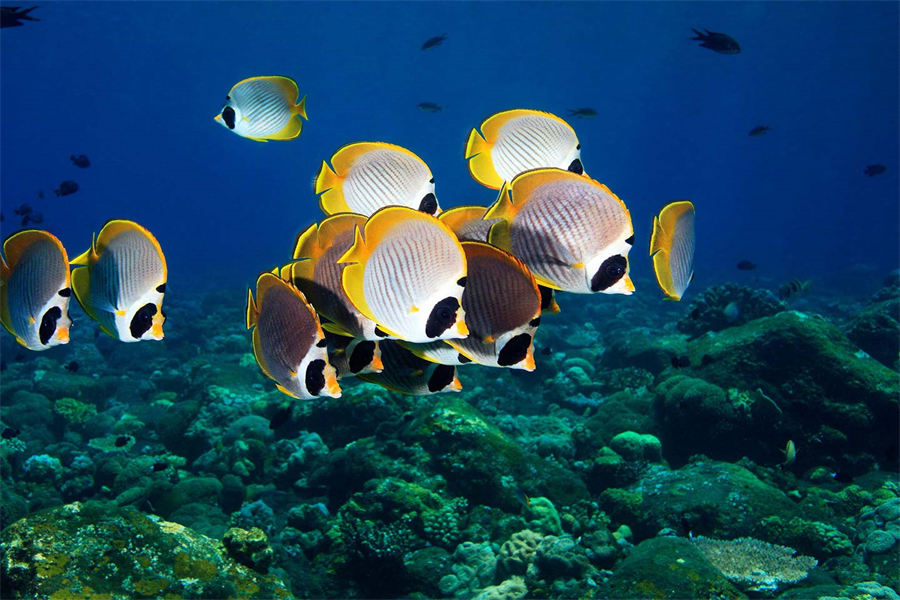 瑞吉 - 潜水&水上运动图片4 - The St. Regis Maldives Vommuli Resort Diving & Water Sports Photo 4