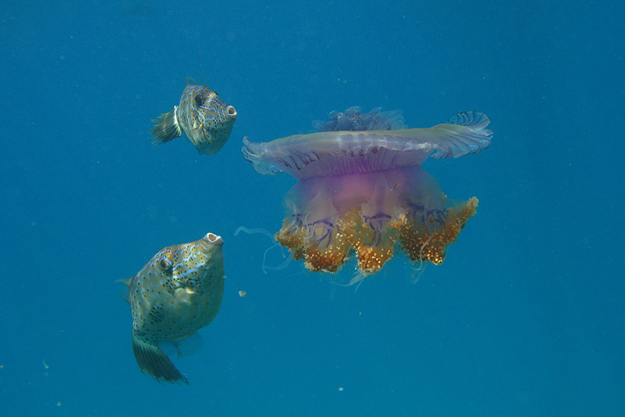 菲哈后岛 - 菲哈潜水图片2 - Fihalohi Resort  Fiha Dive Photo 2