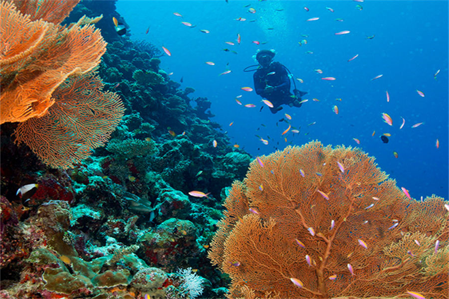 瑞喜敦D - 潜水图片2 -  The Residence Maldives at Dhigurah Diving Photo 2
