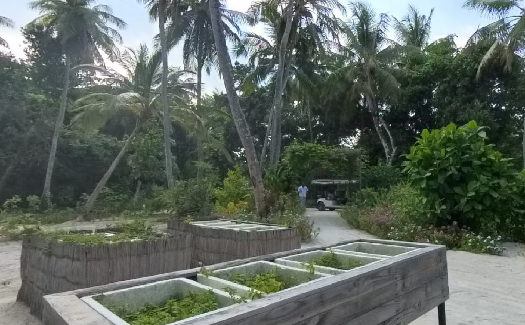 阿丽拉 - 香料花园图片1 - Alila Kothaifaru Maldives Spice Garden Photo 1