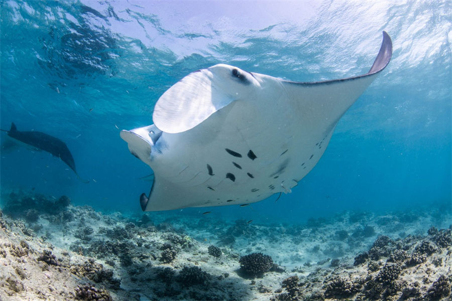 洲际 - 海洋探索中心图片1 - InterContinental Maldives Maamunagau Marine Exploration Center Photo 1