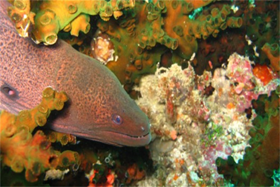 希娜蒙埃拉胡 - 费斯杜沉船探索图片2 - Cinnamon Ellaidhoo Maldives Fesdu Wreck Photo 2