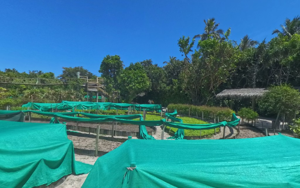 六善拉姆 - 六善菜园图片2 - Six Senses Latitude Laamu Vegetable Garden Photo 2
